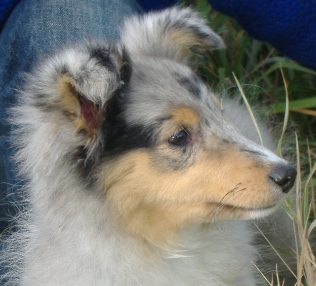 Blue Dun fait tourner beaucoup de tte. Elle est toujours aussi jolie.